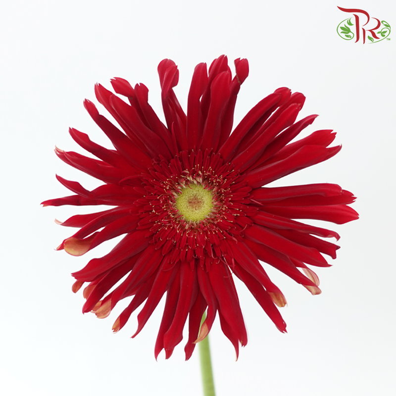 Gerbera Spider/ Pasta