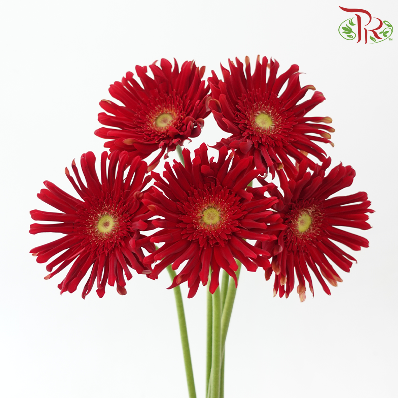 Gerbera Spider/ Pasta