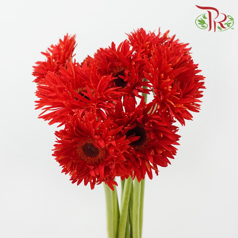 Gerbera Gemini / Pasta