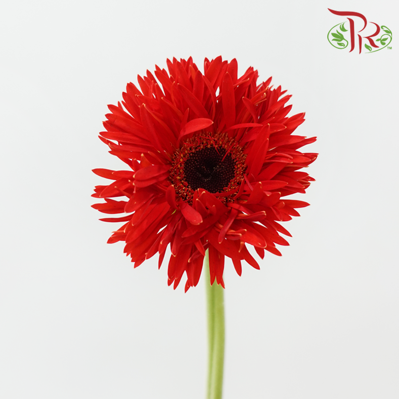 Gerbera Gemini / Pasta