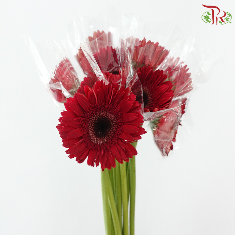 Gerbera Gemini / Pasta