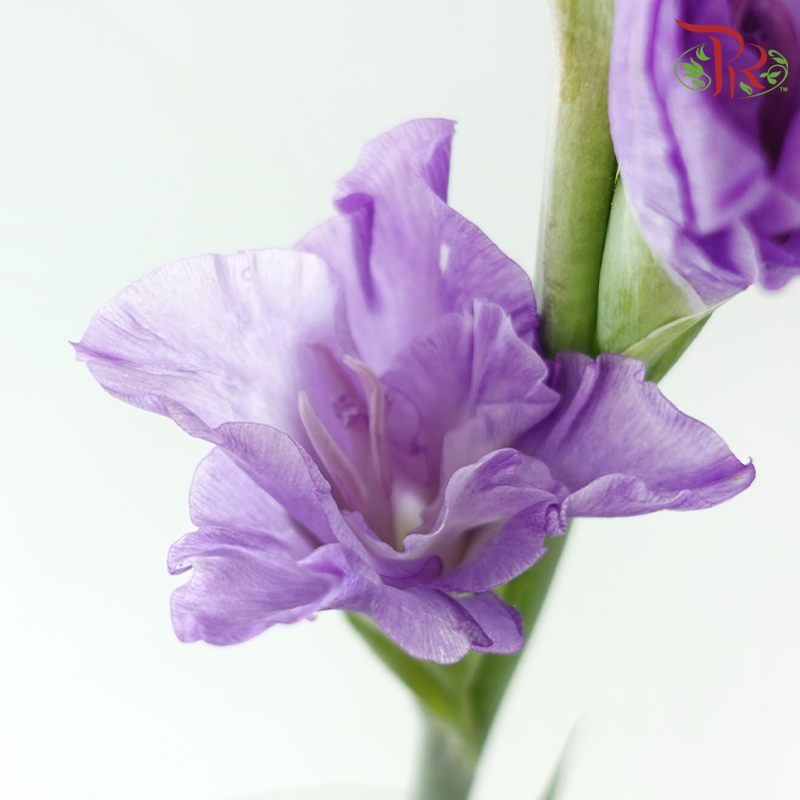 Gladiolus 《剑兰花》