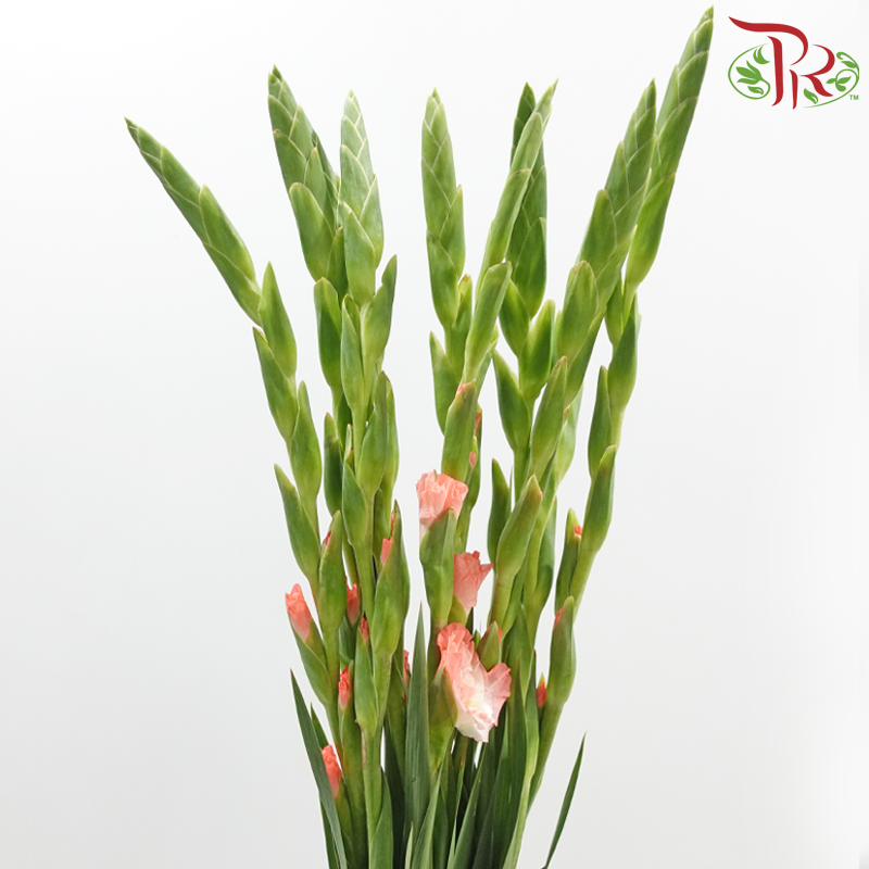 Gladiolus 《剑兰花》