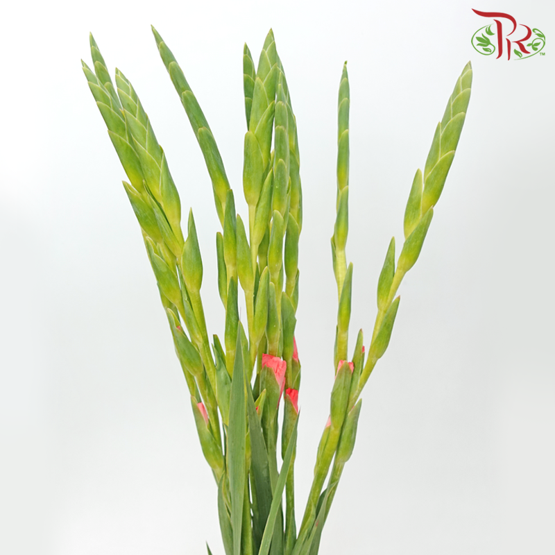Gladiolus