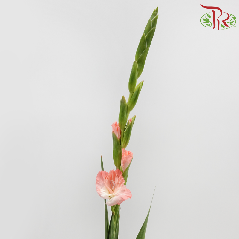 Gladiolus 《剑兰花》