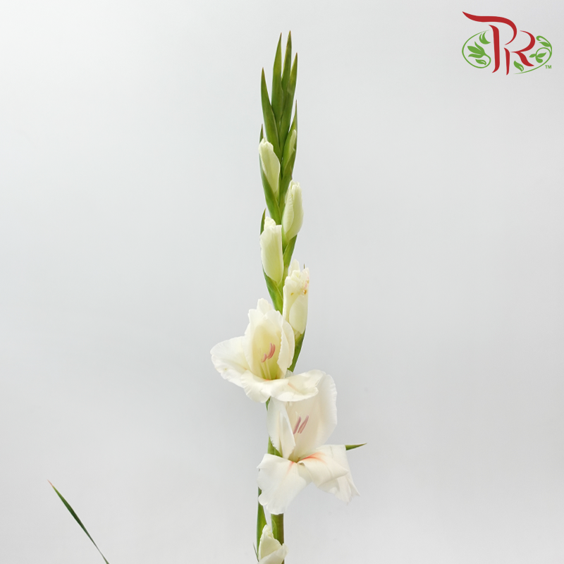 Gladiolus 《剑兰花》