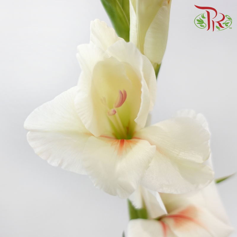 Gladiolus 《剑兰花》