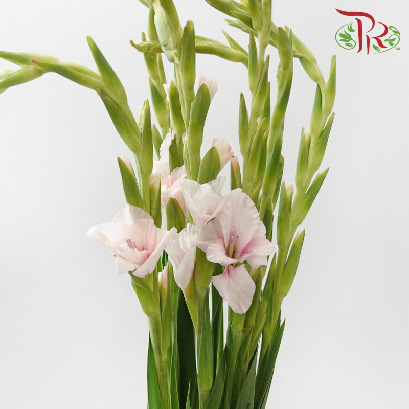 Gladiolus 《剑兰花》