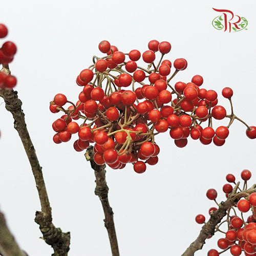 Idesia Polycarpa - (3 Stems) - Pudu Ria Florist