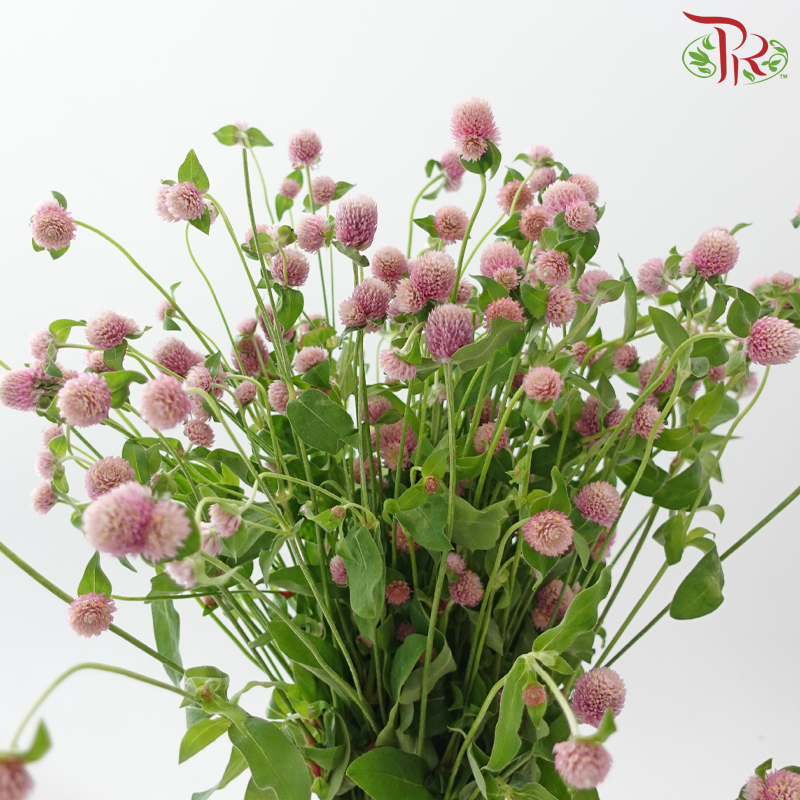 Gomphrena Thousand Day