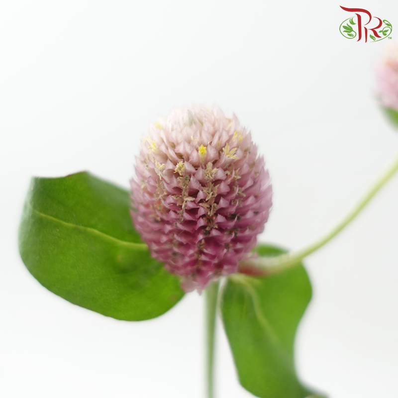 Gomphrena Thousand Day