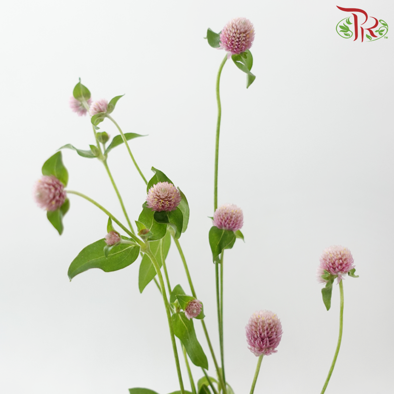 Gomphrena Thousand Day