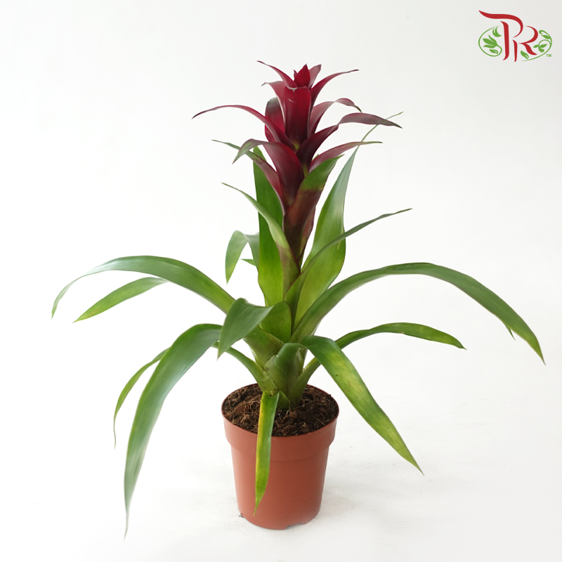Guzmania Mix P120 - 50cm《星花凤梨》(Random Choose Colours)