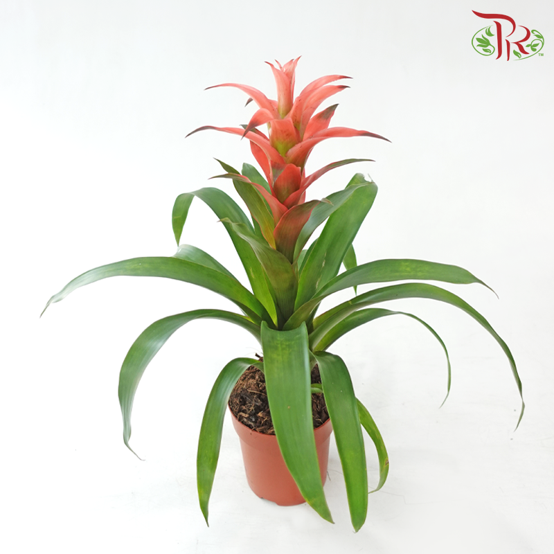 Guzmania Mix P120 - 50cm《星花凤梨》(Random Choose Colours)