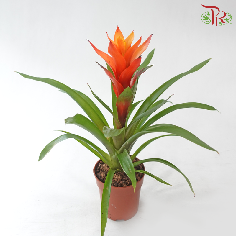 Guzmania Mix P120 - 50cm《星花凤梨》(Random Choose Colours)