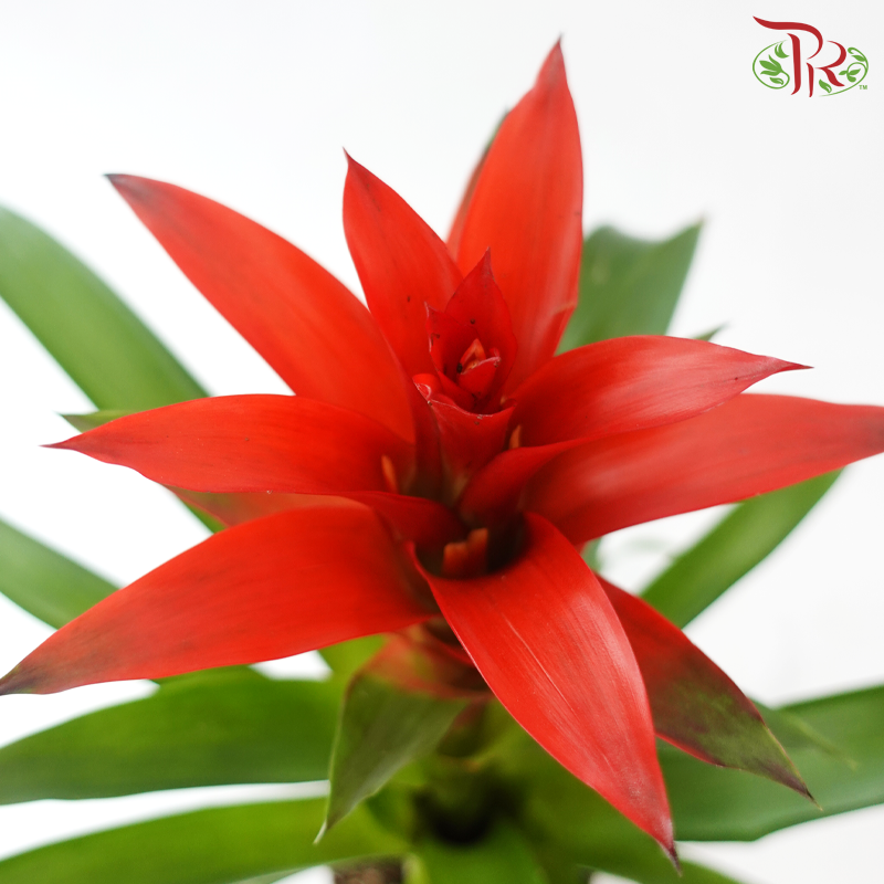 Guzmania Mix P120 - 50cm《星花凤梨》(Random Choose Colours)