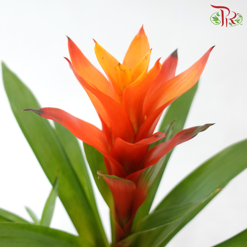 Guzmania Mix P120 - 50cm《星花凤梨》(Random Choose Colours)
