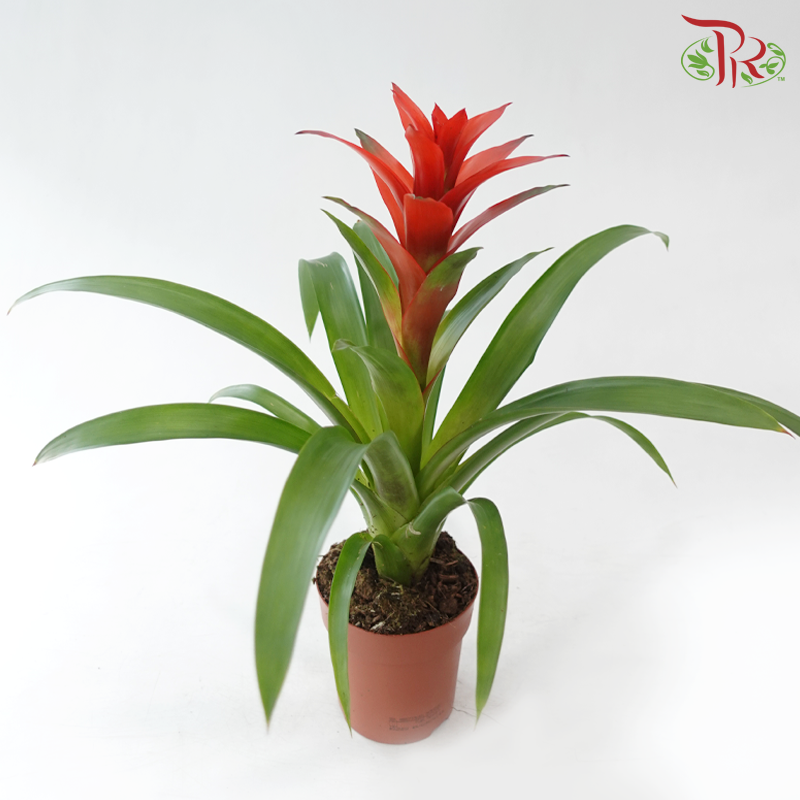 Guzmania Mix P120 - 50cm《星花凤梨》(Random Choose Colours)