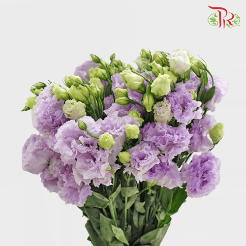 Eustoma - Light Purple Wave (Per Bunch 700-800 Gram) - Pudu Ria Florist