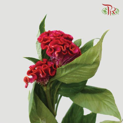 Celosia Round - Red (10 Stems) - Pudu Ria Florist