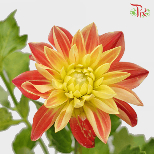 Dahlia - Two Tone Orange (Per Bunch) - Pudu Ria Florist