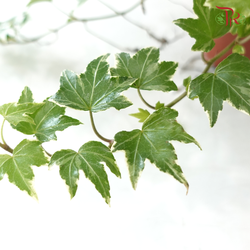 Hedera Helix White Ripple P80《白叶常春藤》