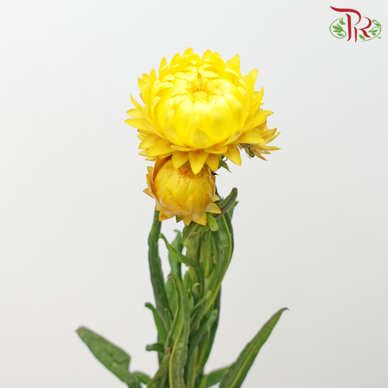 Helichrysum Bracteatum - Yellow (Per Bunch) - Pudu Ria Florist