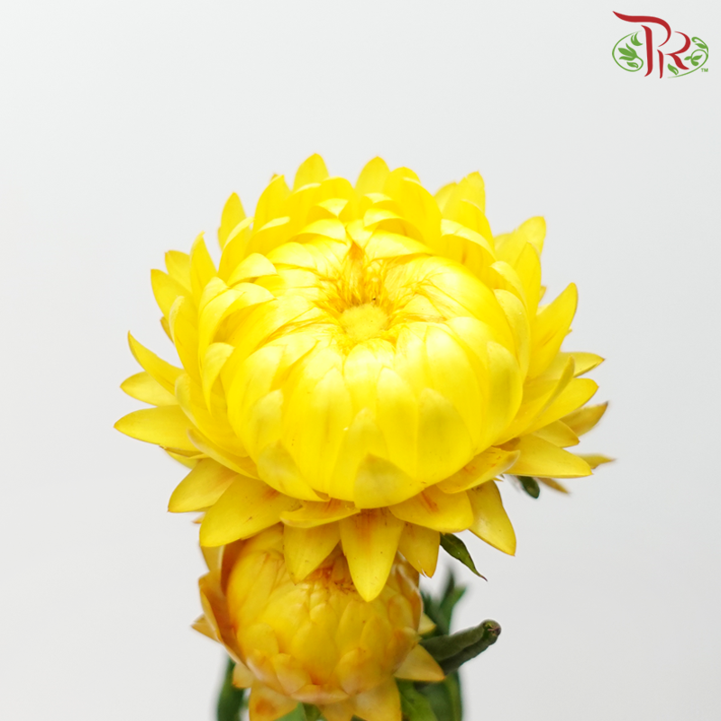 Helichrysum Bracteatum - Yellow (Per Bunch) - Pudu Ria Florist