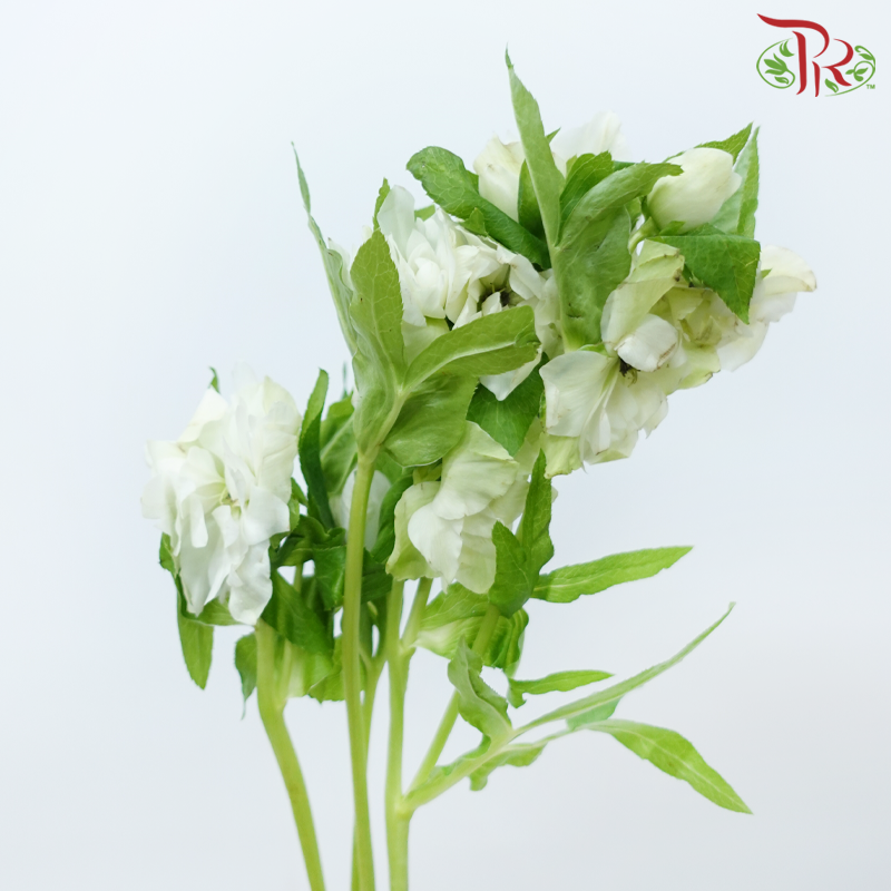 Helleborus 《铁筷子》