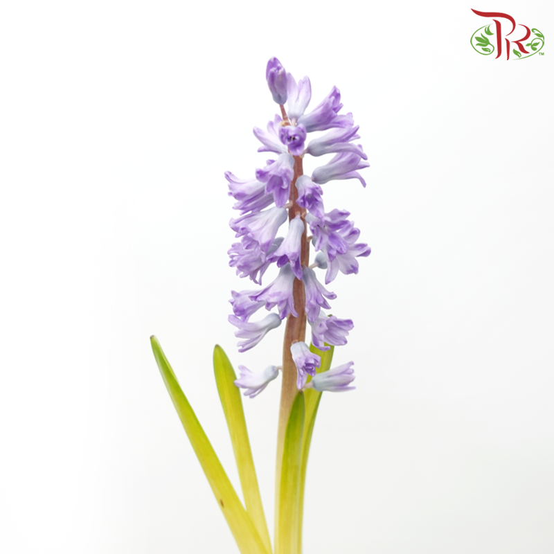 Hyacinthus 《风信子》