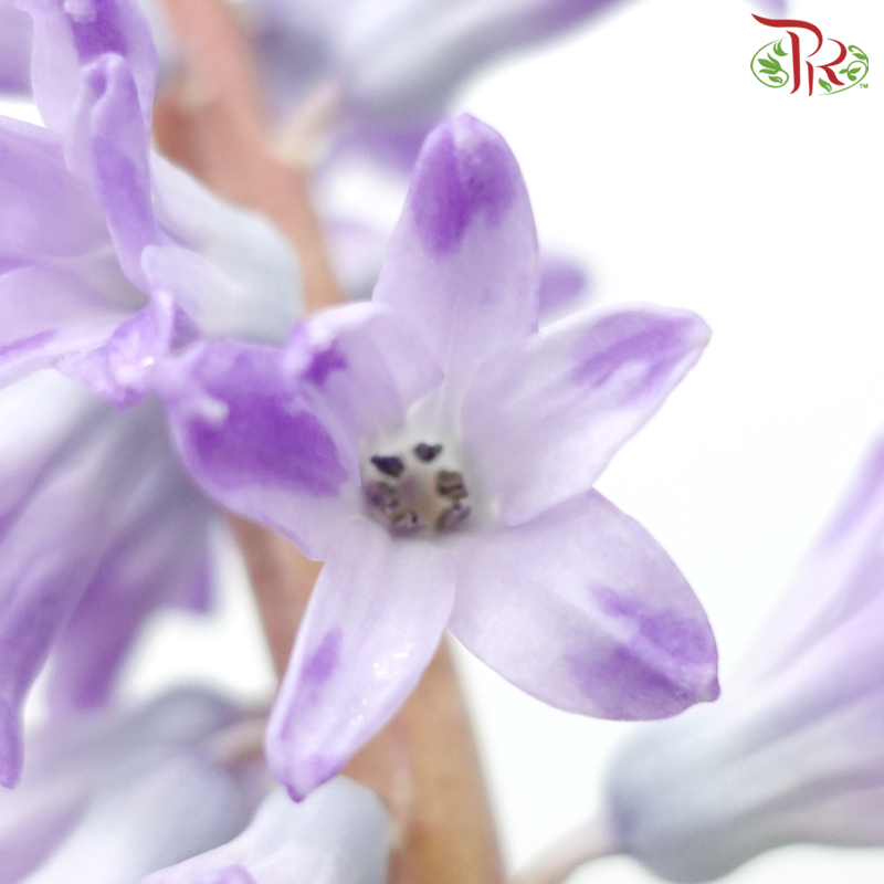 Hyacinthus 《风信子》