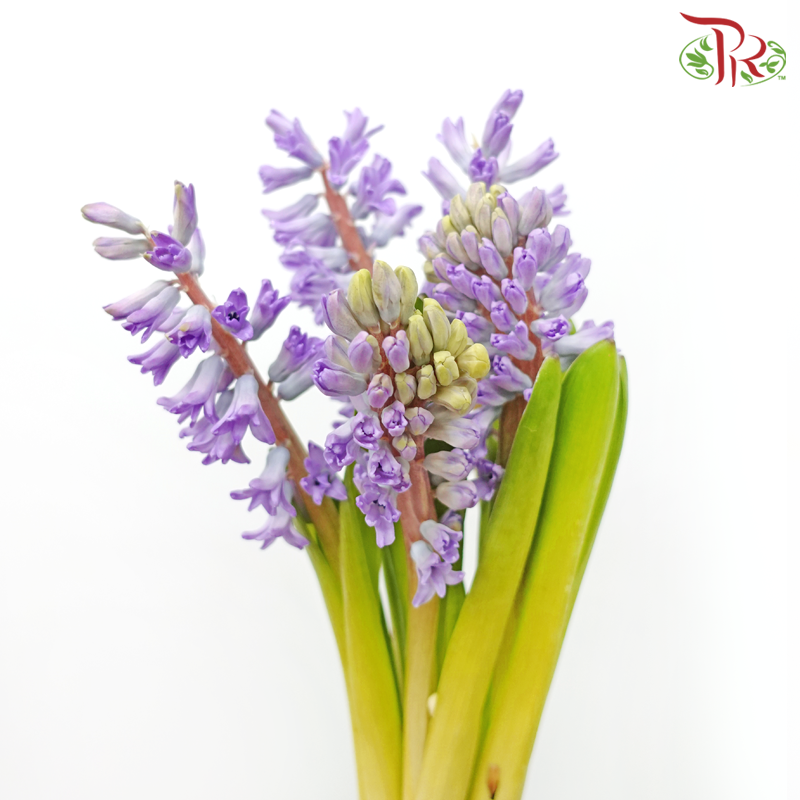 Hyacinthus 《风信子》