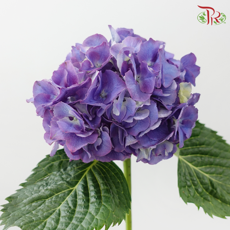 Hydrangea《绣球花》