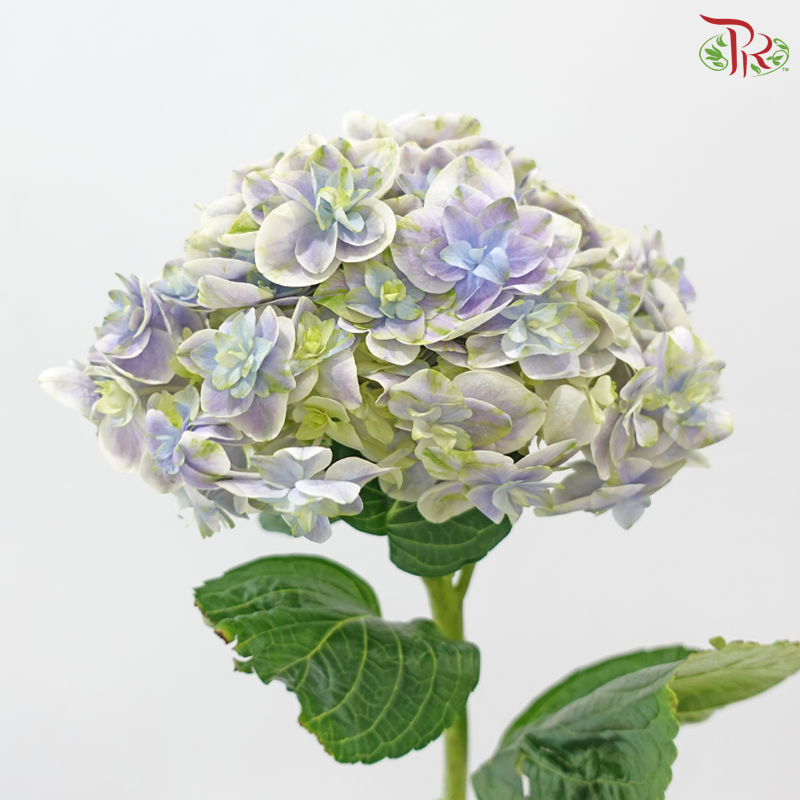 Hydrangea 《绣球花》