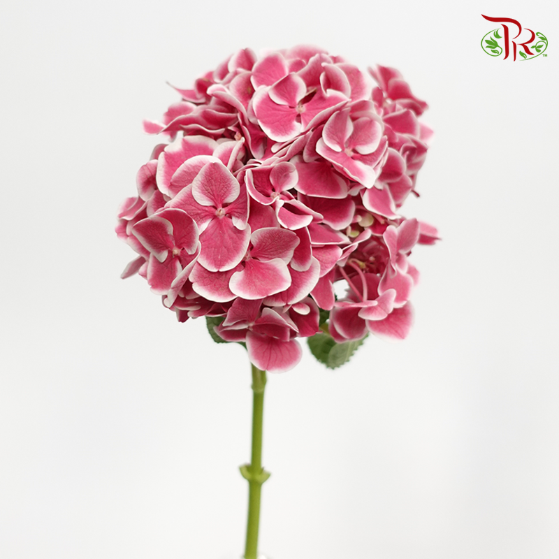 Hydrangea VIP Patina - (Per Stem) - Pudu Ria Florist