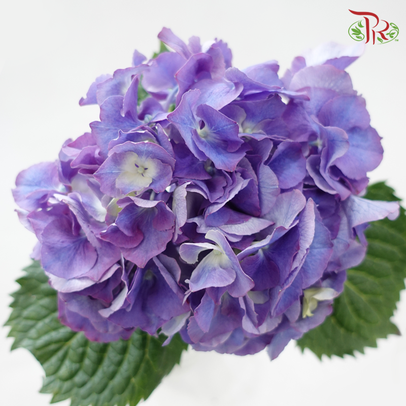Hydrangea《绣球花》