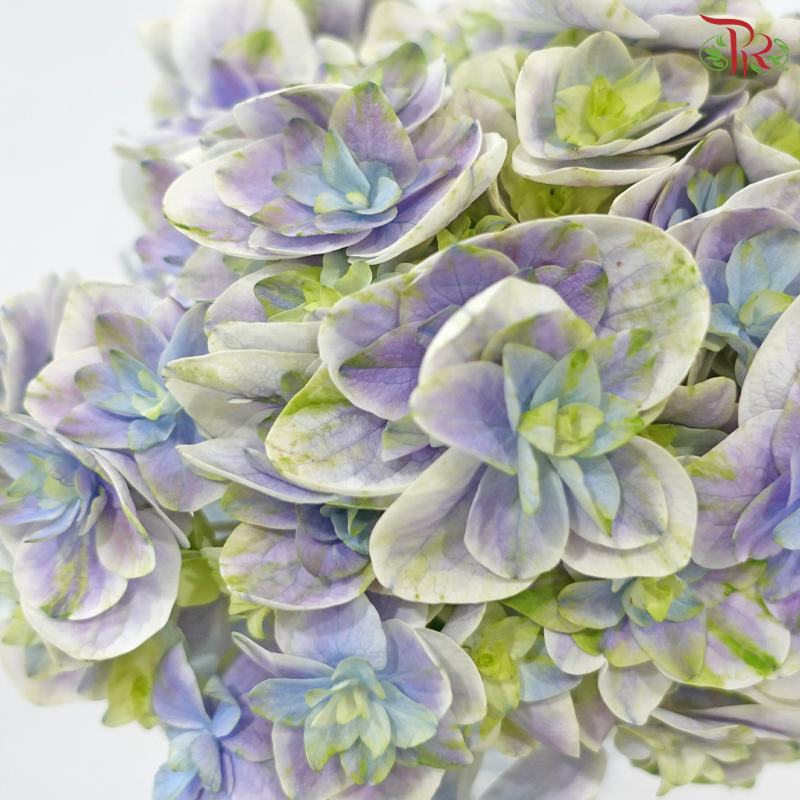 Hydrangea 《绣球花》