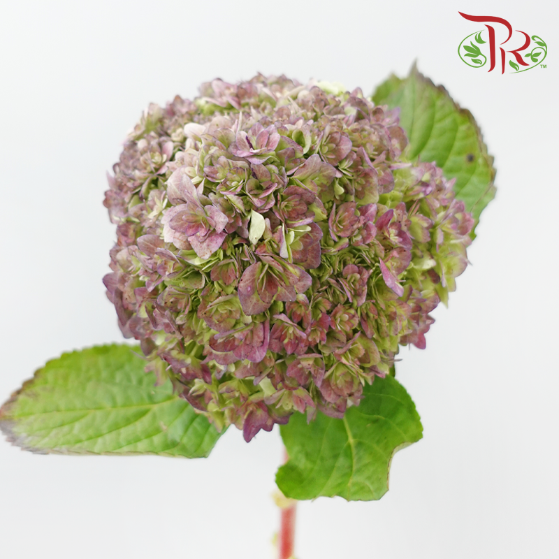Hydrangea 《绣球花》