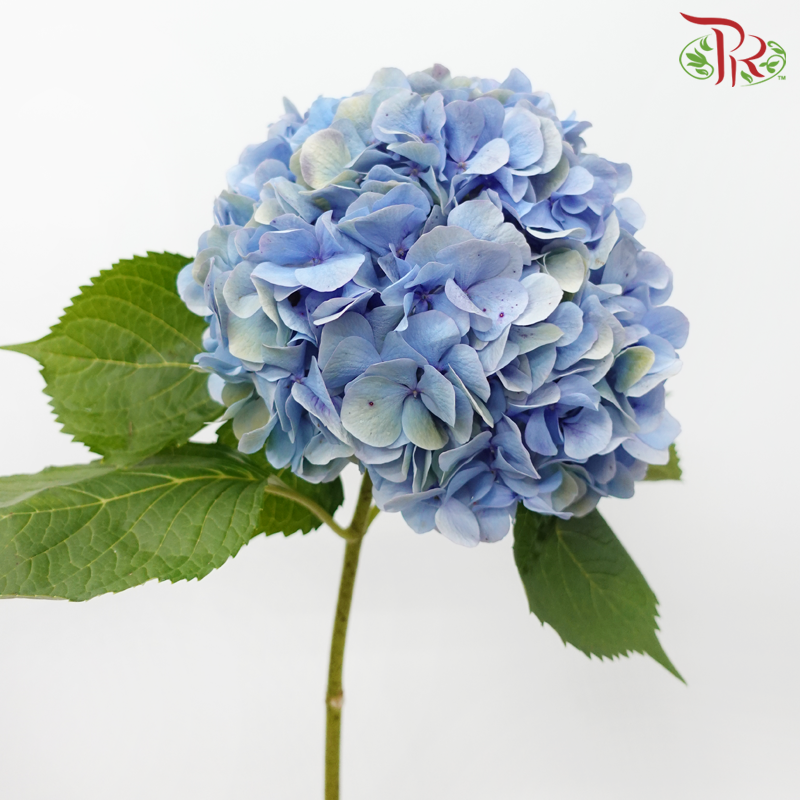 Hydrangea《绣球花》