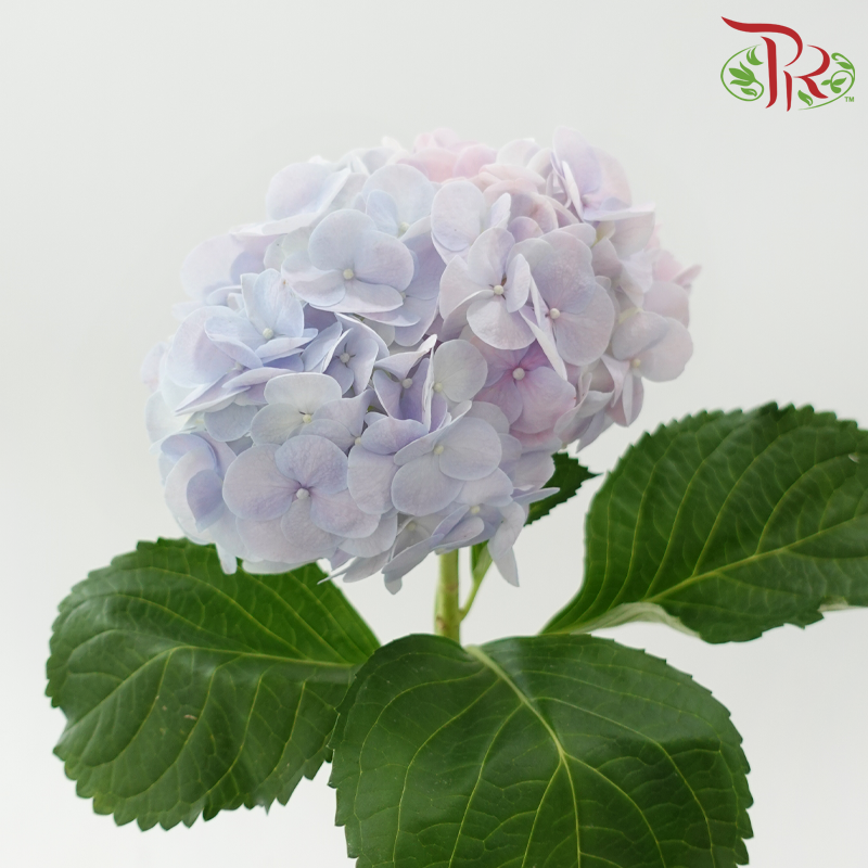 Hydrangea《绣球花》