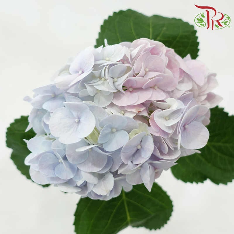 Hydrangea《绣球花》