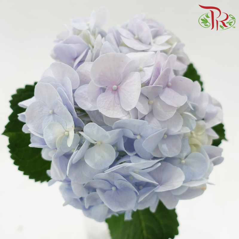 Hydrangea《绣球花》