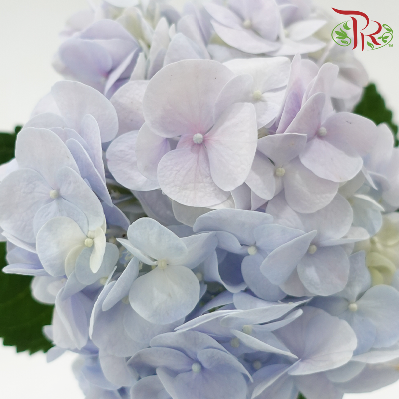 Hydrangea《绣球花》
