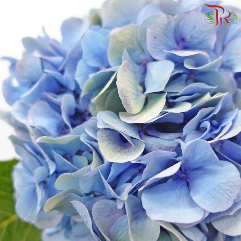 Hydrangea《绣球花》