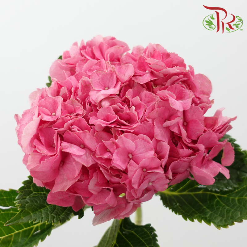 Hydrangea 《绣球花》