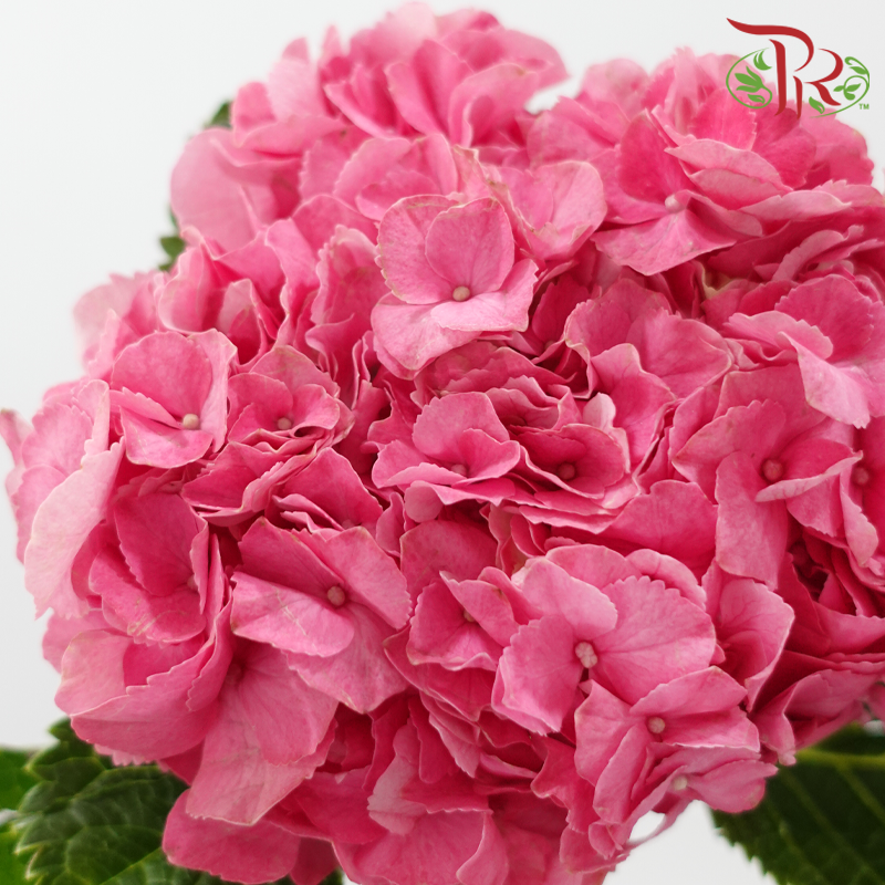 Hydrangea 《绣球花》