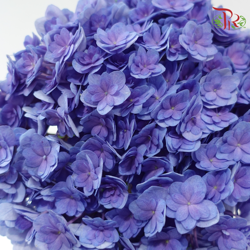 Hydrangea Double Petals 《绣球花》