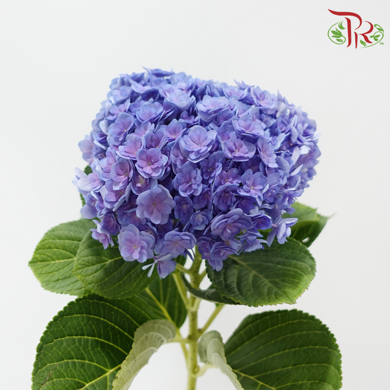 Hydrangea Double Petals 《绣球花》