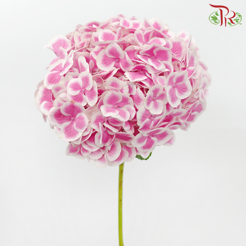 Hydrangea《绣球花》