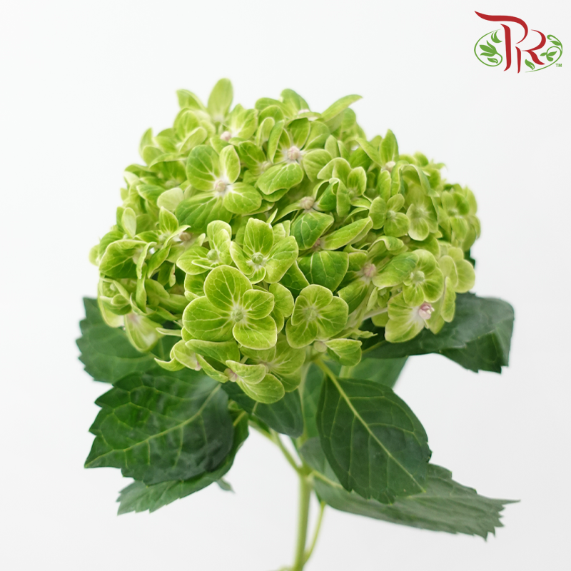 Hydrangea《绣球花》